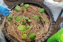 20225-07-17-Formation_Biofertilisants-20